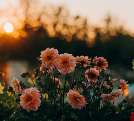 Rosa blommor blommar i förgrunden med en solnedgång i bakgrunden.