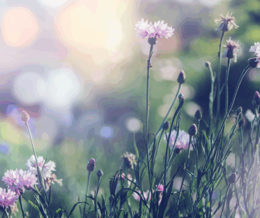 Vilda blommor växer på en äng med suddig bakgrund i solnedgångsljus.